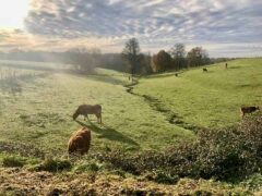 Lecharme du perigord chambres dhotes uitzicht weggetje naar dorp