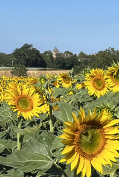 Lecharmeduperigord chambres hotes dordogne omgeving zonnebloemen