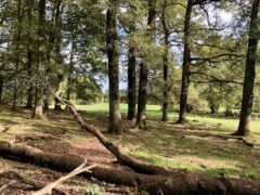 Lecharmeduperigord chambres hotes dordogne tuin eikenbos