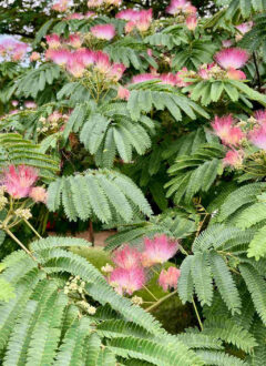 Lecharmeduperigord chambres hotes dordogne tuin fluweelboom
