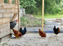 Lecharmeduperigord chambres hotes dordogne tuin kippen