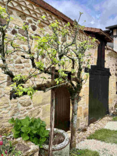Lecharmeduperigord chambres hotes dordogne tuin perenboom
