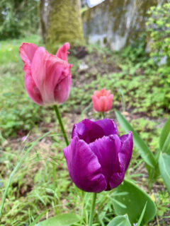 Lecharmeduperigord chambres hotes dordogne tuin tulpen