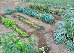 Tuin moestuin