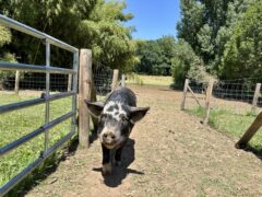 Tuin varkens chipie