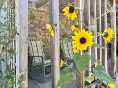 Veranda zonnebloemen