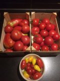 tomaten moestuin verse producten