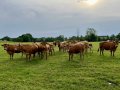 vaches perigord